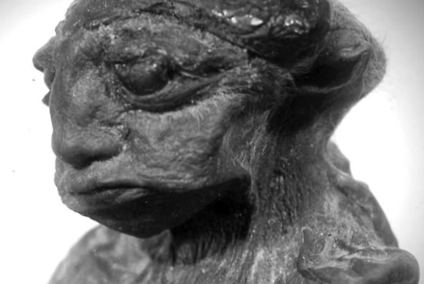 小人国真的存在吗藏在树里,小人国十大未解之谜