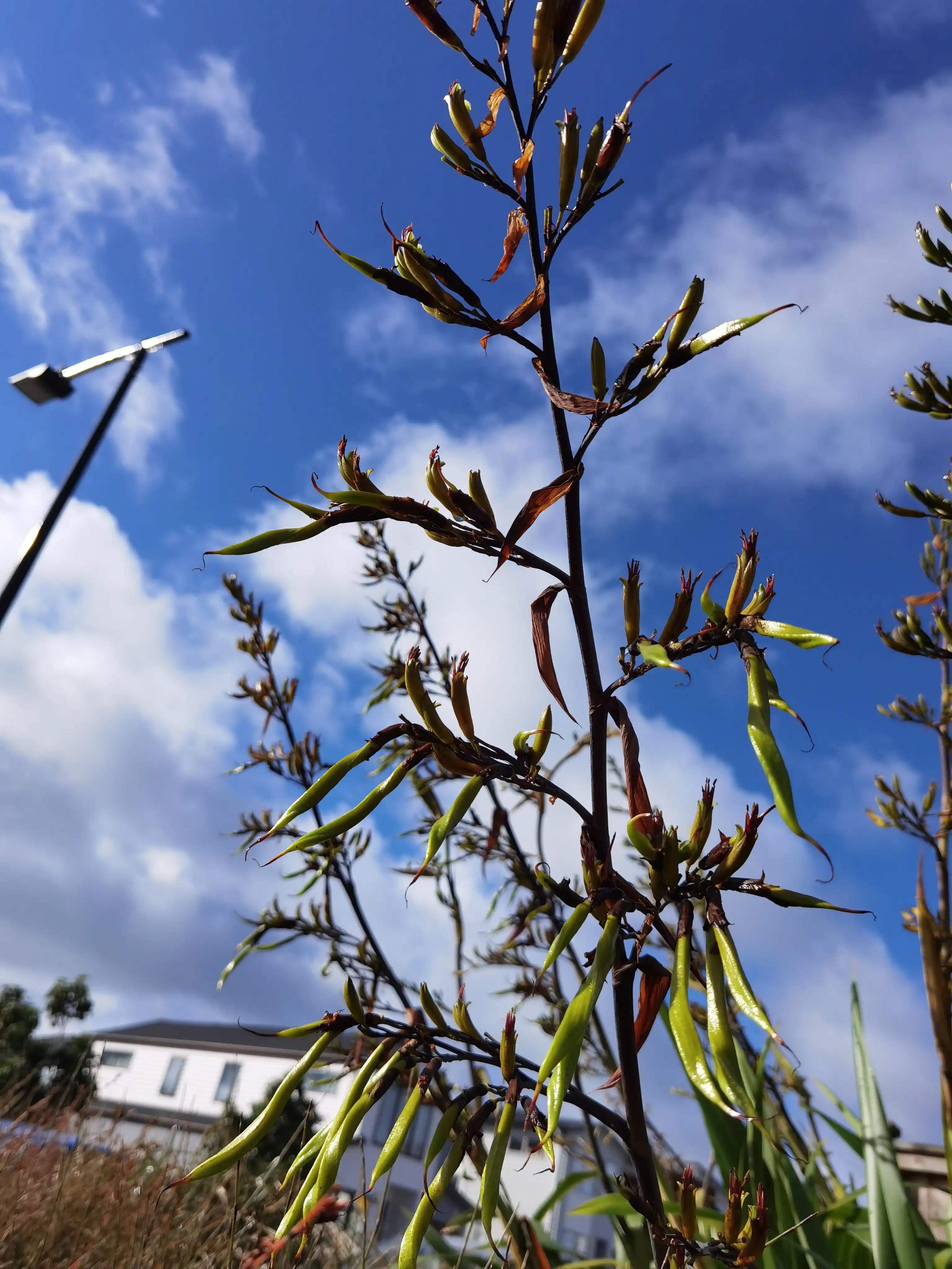 我爱全身是宝的新西兰麻