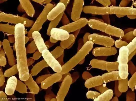 奶粉召回！牛肉召回！感恩节火鸡染菌加拿大多种食品爆致命风险