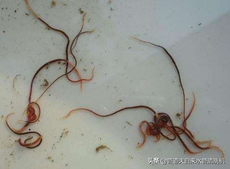 水管流出绿色的青苔,自来水管的红线虫是什么
