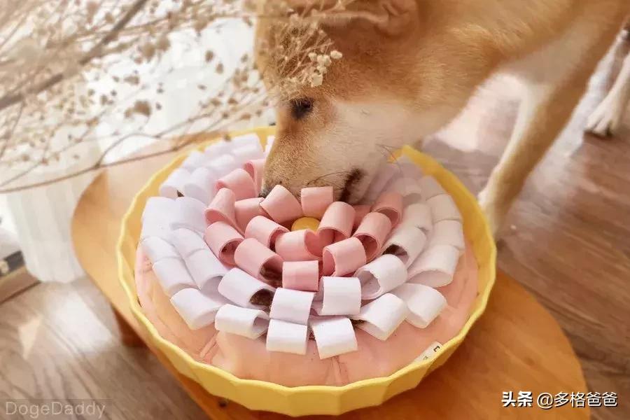 狗狗胀气有呕吐是什么情况,狗狗反刍式呕吐