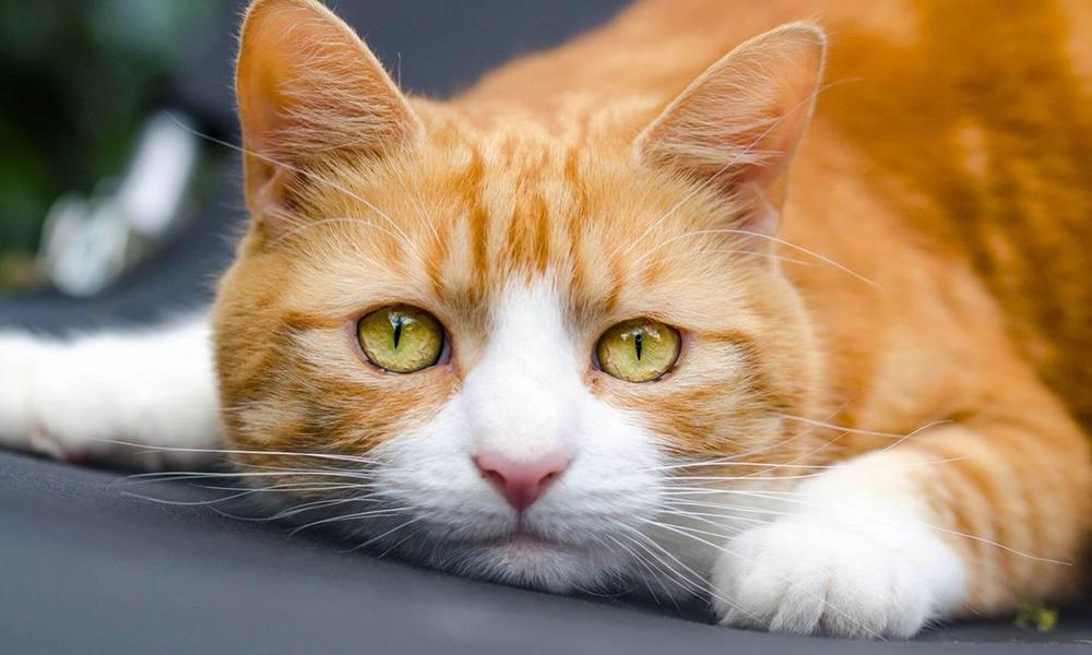 宠物猫有哪些品种比较好养,猫的品种都有哪些中华田园猫