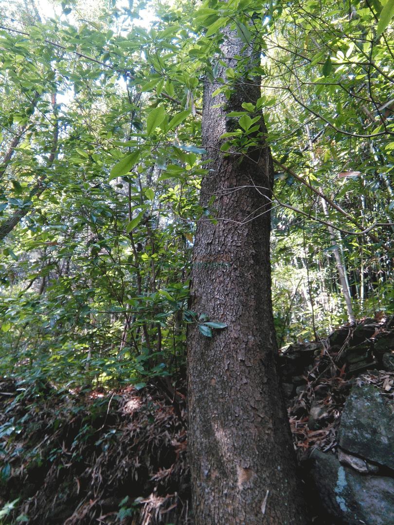 常见木材的种类简介及图片,常见木材的种类档次