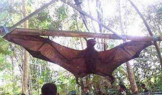 恐怖未知生物目击事件视频,海洋深处目击的未知生物