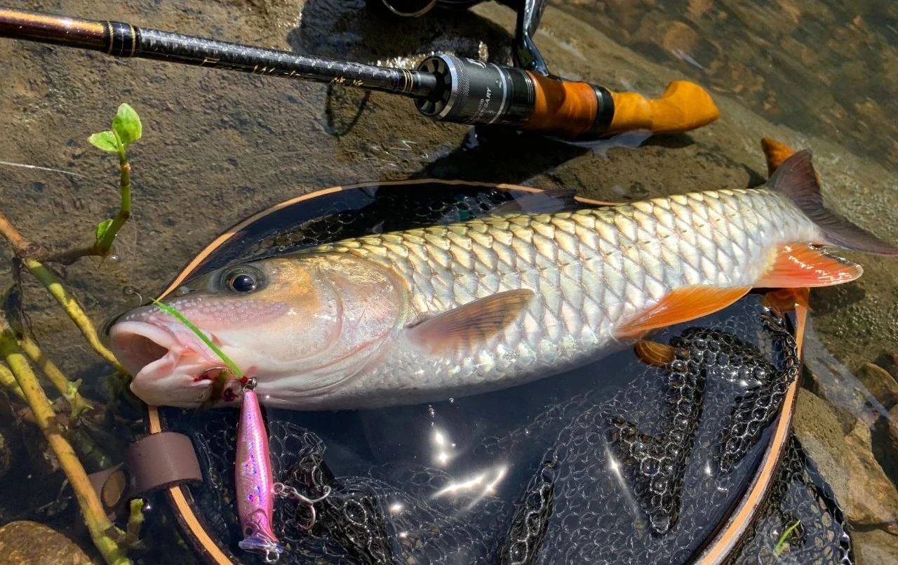 蓝微物,蓝溪微物