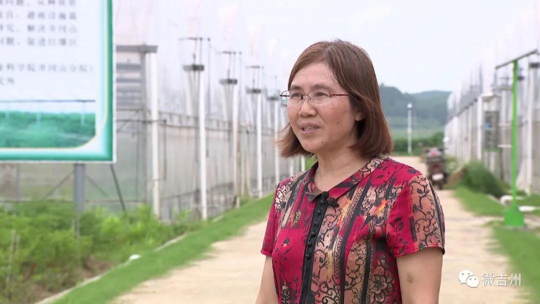 兴桥镇农业,兴桥镇农高区规划图