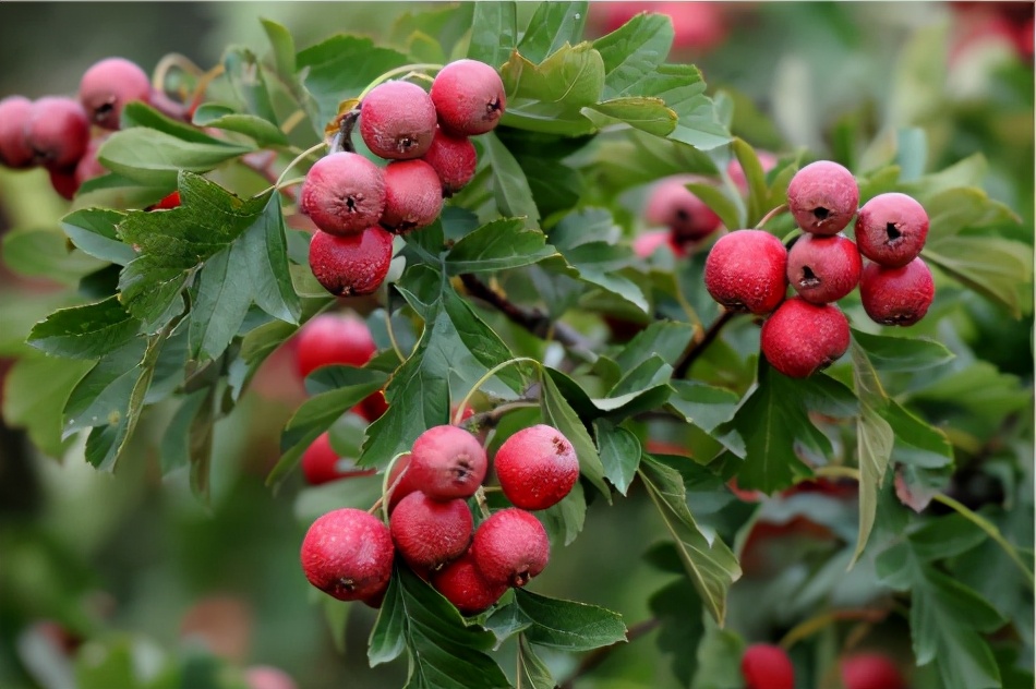 美妈美颜先清肠胃，消食化积来碗三仙茶
