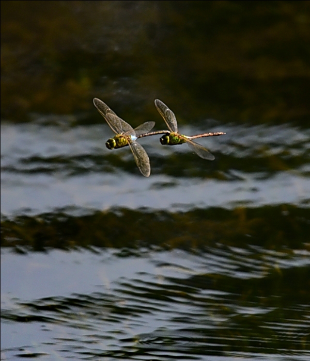 为什么蜻蜓不会杂交,蜻蜓为什么是两性生殖