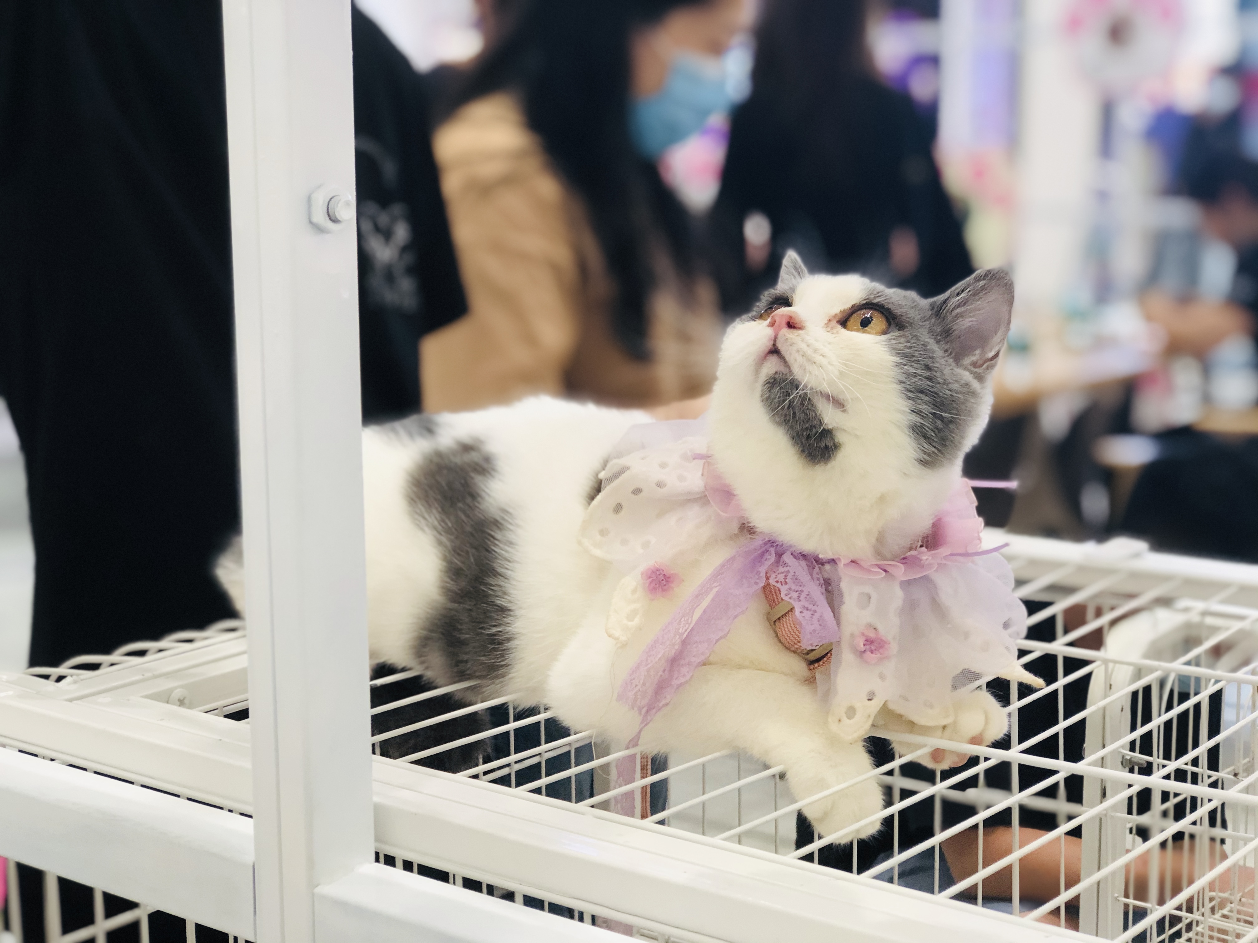 2021CPF重庆宠物展：让领养代替购买不再是空谈