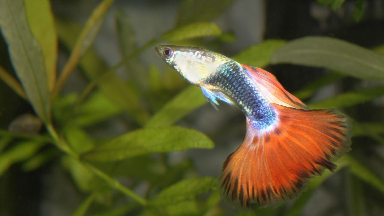 淡水紫红笛鲷观赏鱼饲养,淡水观赏鱼和海水观赏鱼哪个好看