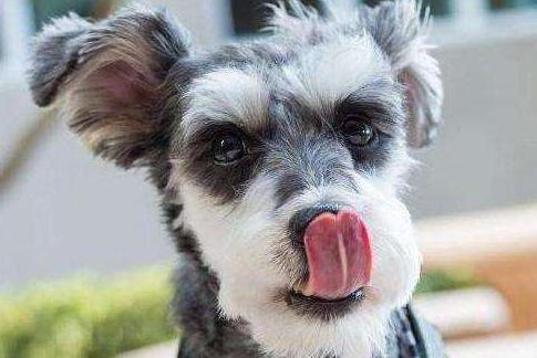 雪纳瑞纯种的为啥还没不纯的好看,刚出生的雪纳瑞怎么看小狗纯不纯