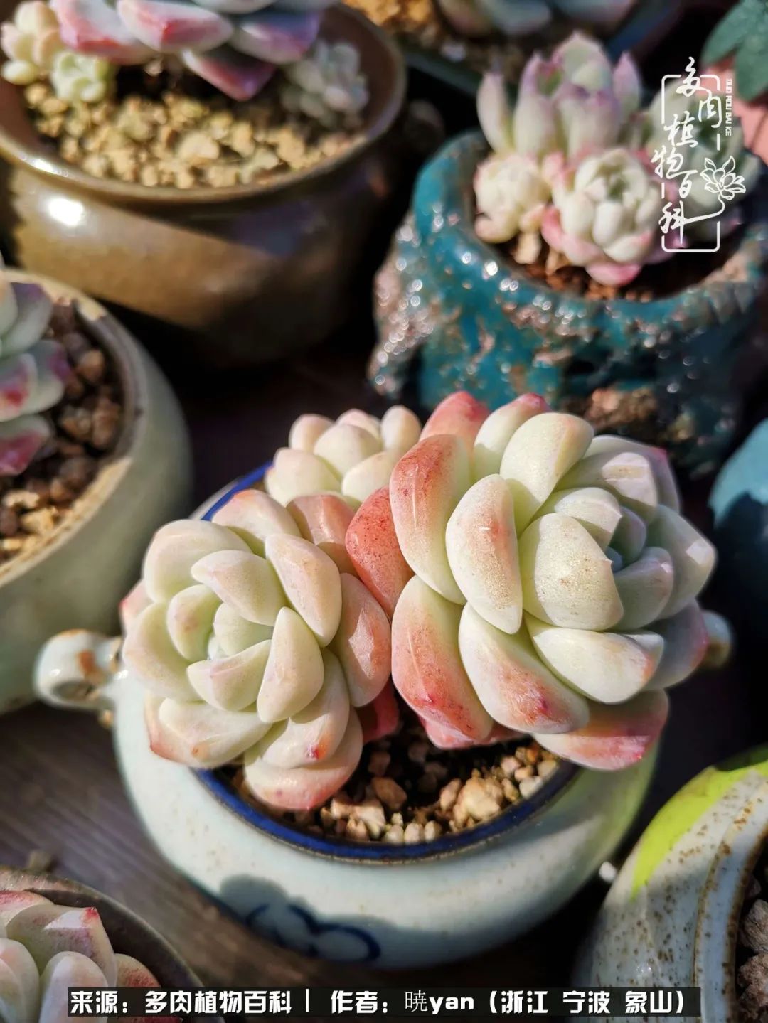 多肉初级入坑者,入坑多肉