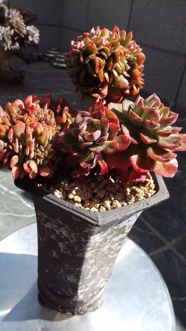 爱机车,爱多肉,宝妈花姐的诗和远方