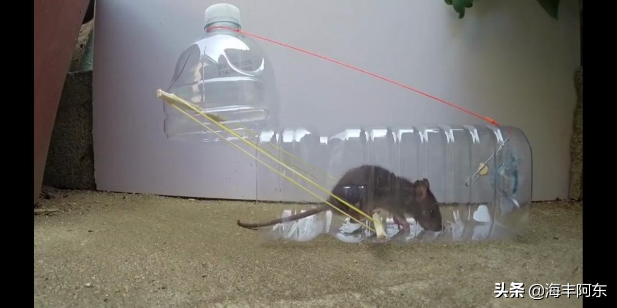用酒瓶捕捉老鼠视频,捉老鼠妙招大矿泉水瓶