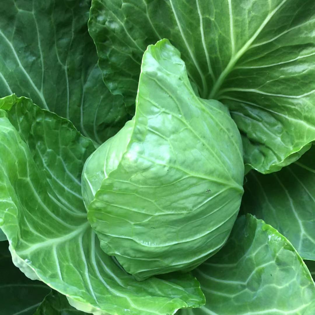 青菜卖1000可以赚多少,市场卖青菜一年赚多少钱