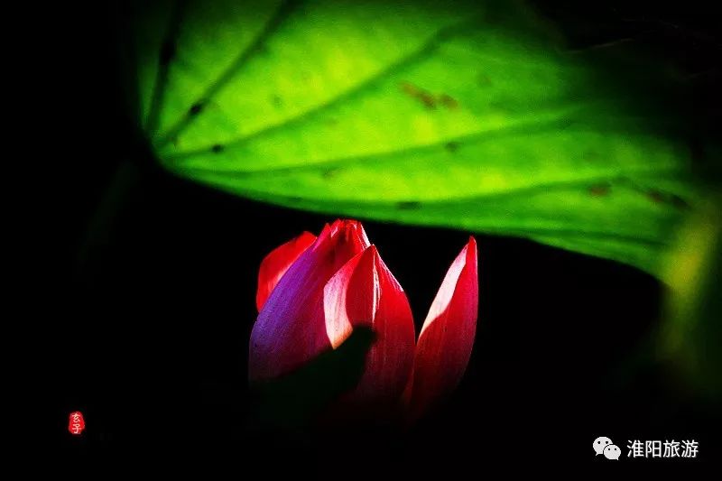 又见淮阳荷花香——唯美文章唯美荷，唯美视频唯美歌