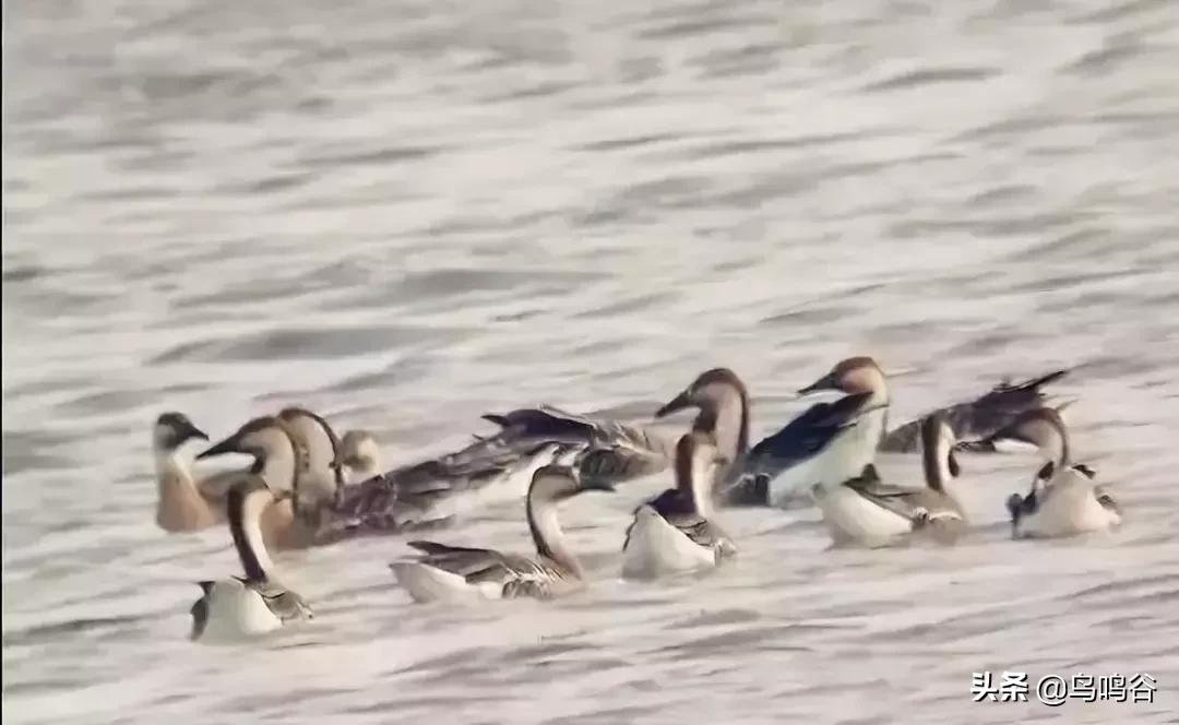 看图识鸟图片及答案,看图识鸟软件哪个好用