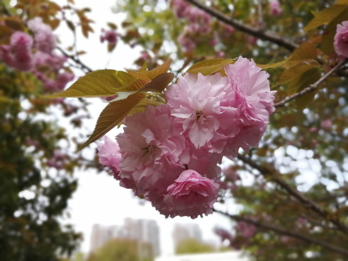 鍙屼华,搴氬瓙閫佹槬瑙ｉ噴澶у叏