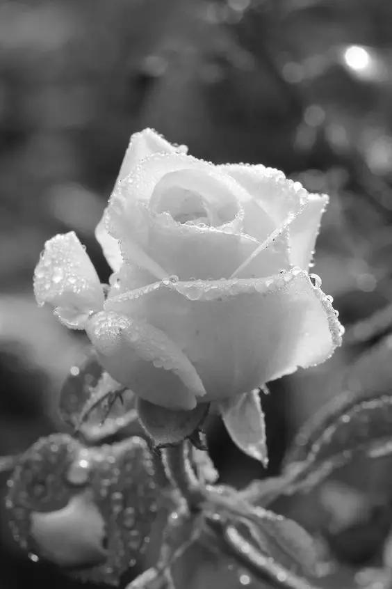 至爱之花,至爱之花歌曲