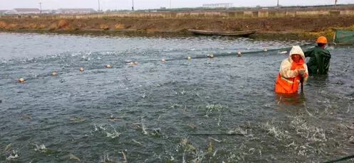 对虾养殖可靠么,对虾养殖知识大全