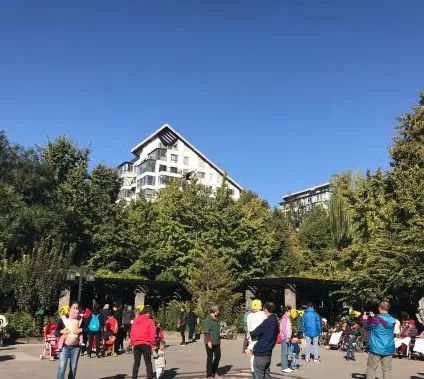 月坛银杏,月坛公园有银杏吗