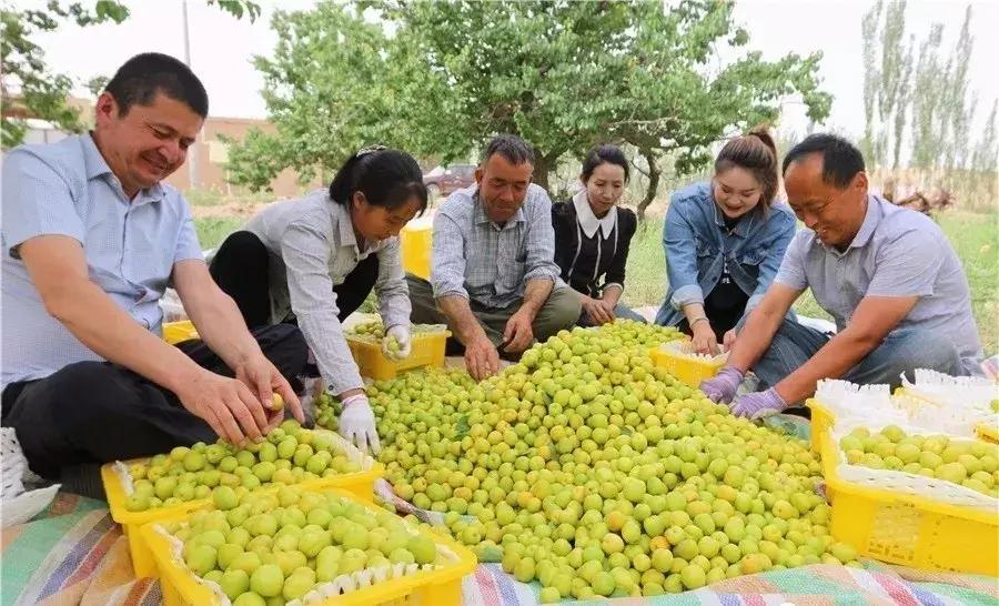 *疆新**瓜果地图?开吃