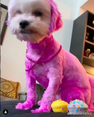 美国28岁女子被自家宠物狗咬死,美国23岁女孩遭虐待