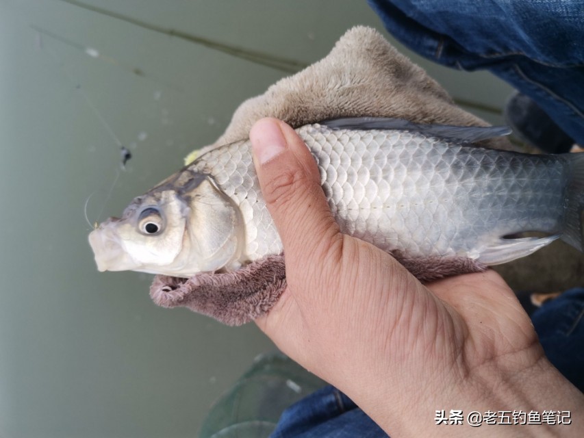 春季钓鲫技巧和方法,冬钓鲫的最佳调钓方法