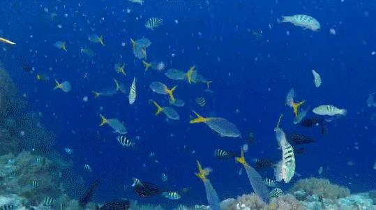 帕劳海底世界美人鱼,美人鱼和帕劳