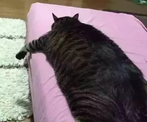 最适合家养的猫排名橘猫,最胖的品种猫排名