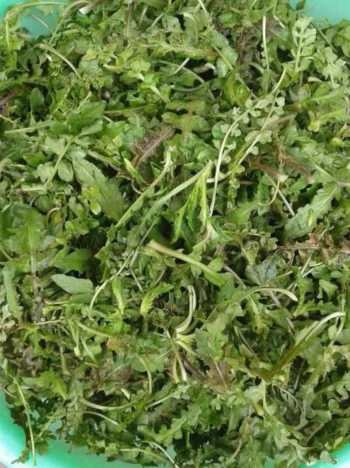 如何识别真假荠菜,假荠菜图片识别方法