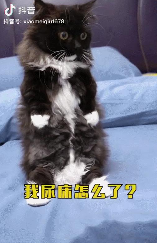 抖音特别能尿床的猫,猫咪尿床发抖音