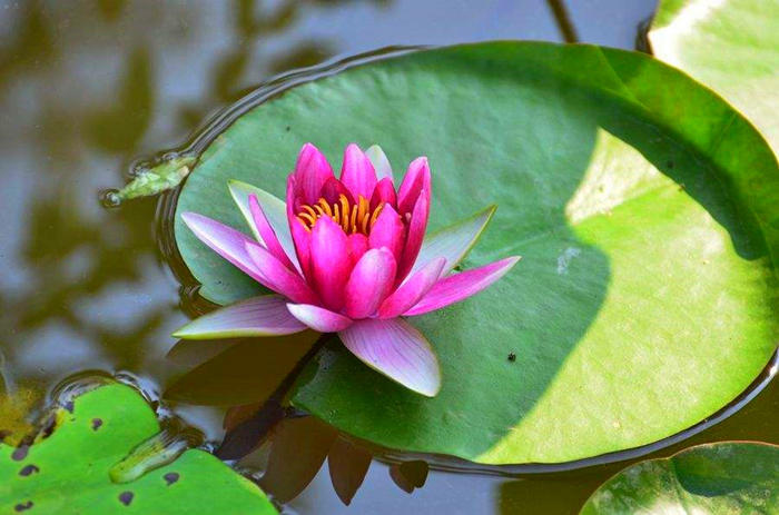 水培睡莲浮起来怎么办,水培睡莲干叶怎么回事