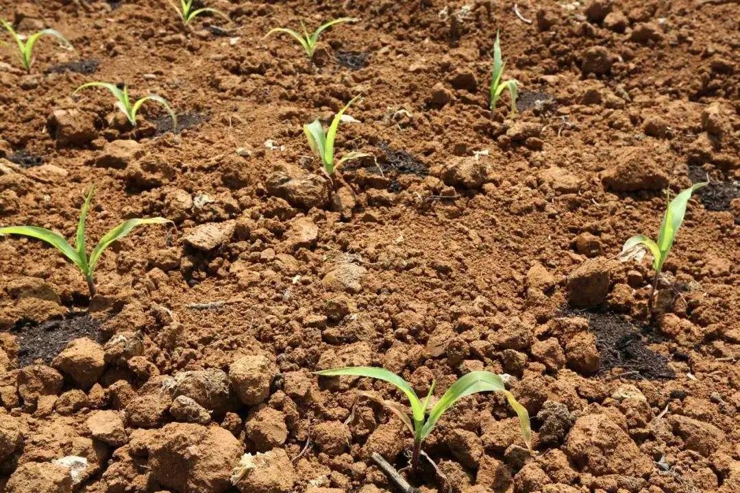 玉米播种深了不旺怎么办,玉米种后几天不下雨怎么办