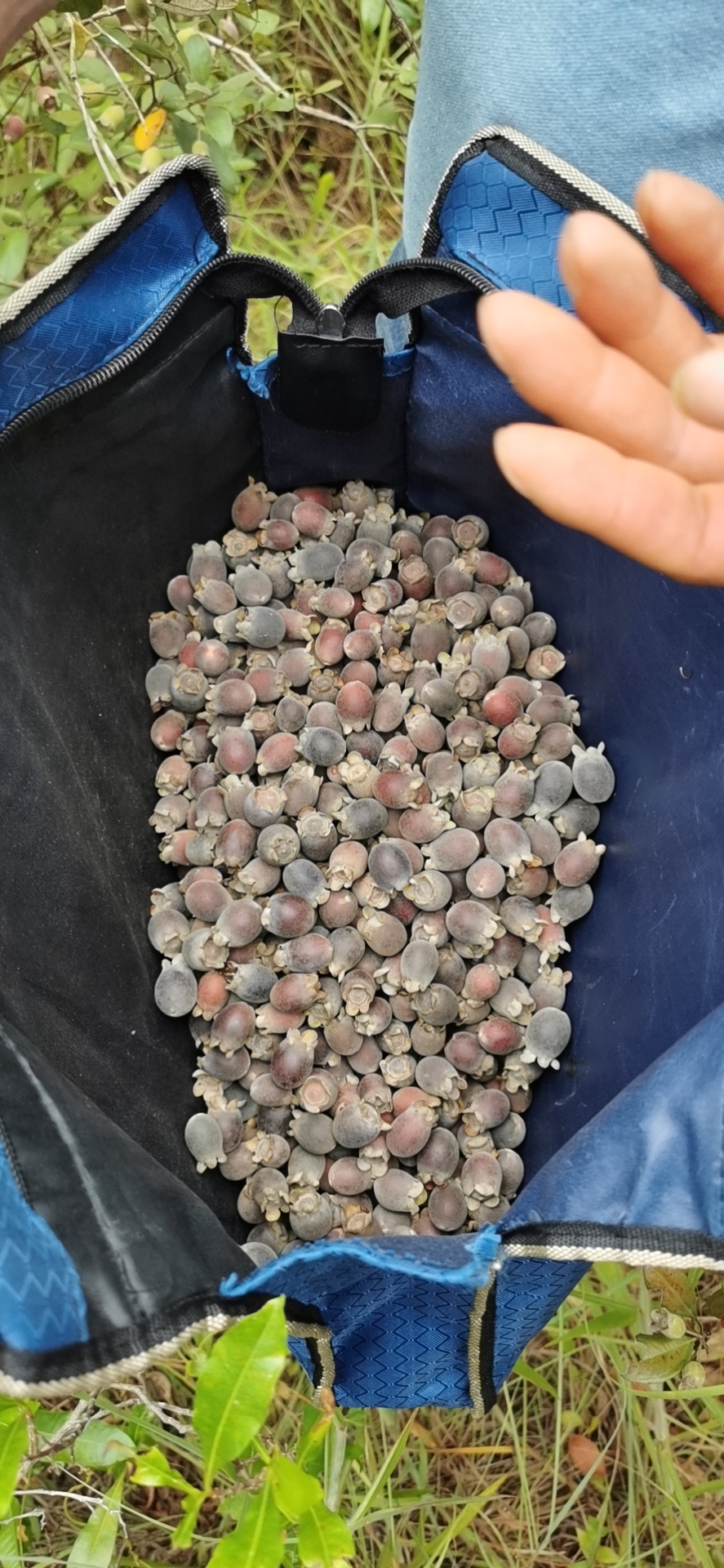 捻子酒半年后要把捻子捞出来吗,捻子酒制作方法