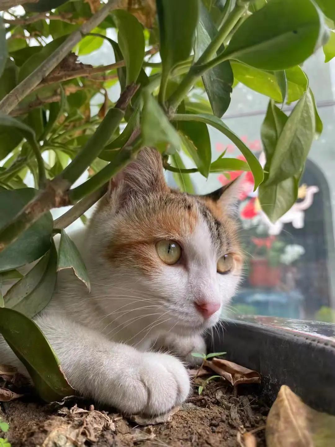 米麒麟：我掉缸怎么了？