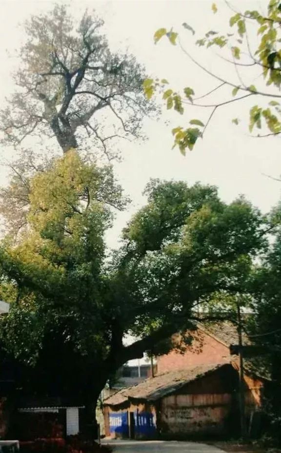 故乡让我很惶恐,故乡显得难以融入难以割舍