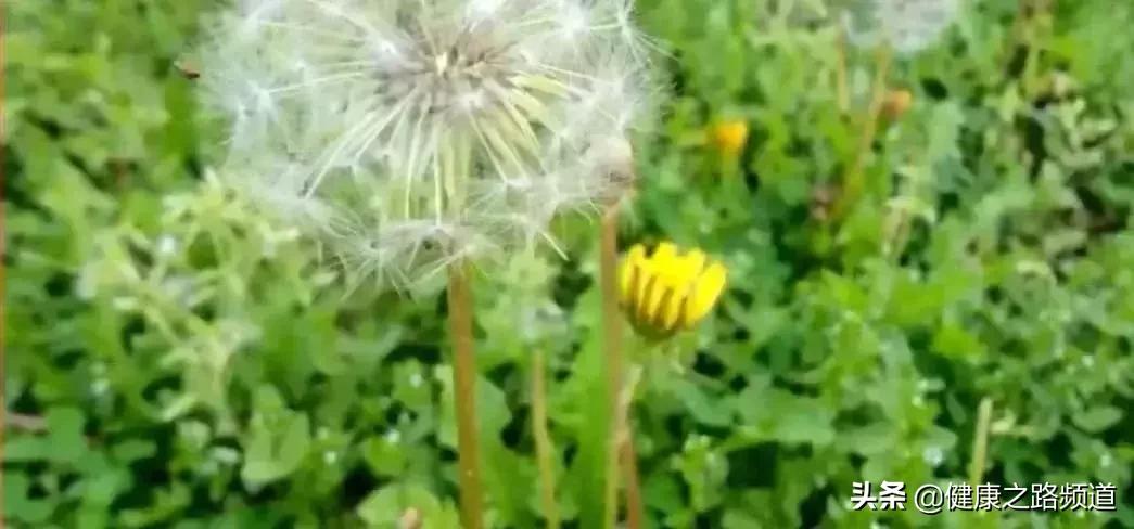 土里长出的“保健品”，排毒、活血、抗菌……还便宜！