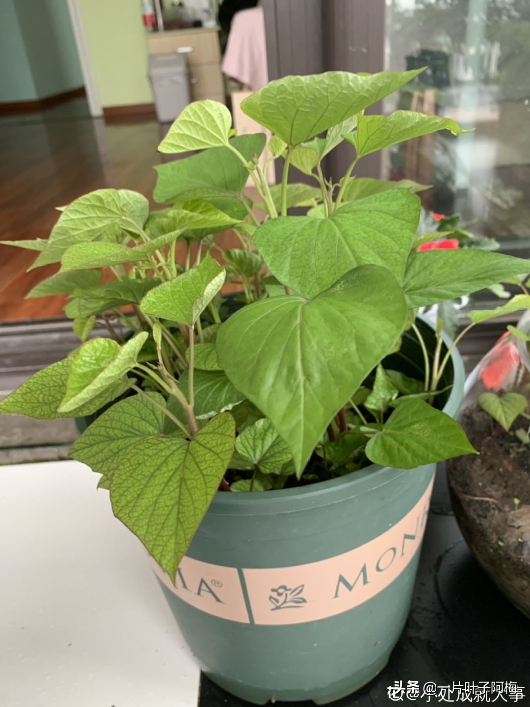 鱼缸不一定只能养鱼，养不活的花丢鱼缸里，沾水立马就疯长