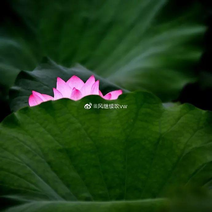 广州有荷花的地方,广州周边的荷花景点推荐