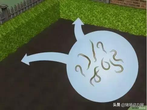 消灭蜱虫的药,蜱虫的毒性有多强