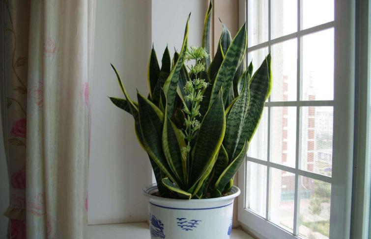 哪种兰不是真正的兰科植物,兰科兰属植物有哪些