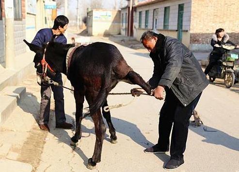 养驴需要先养草吗,养驴是为了吃肉还是干活啊