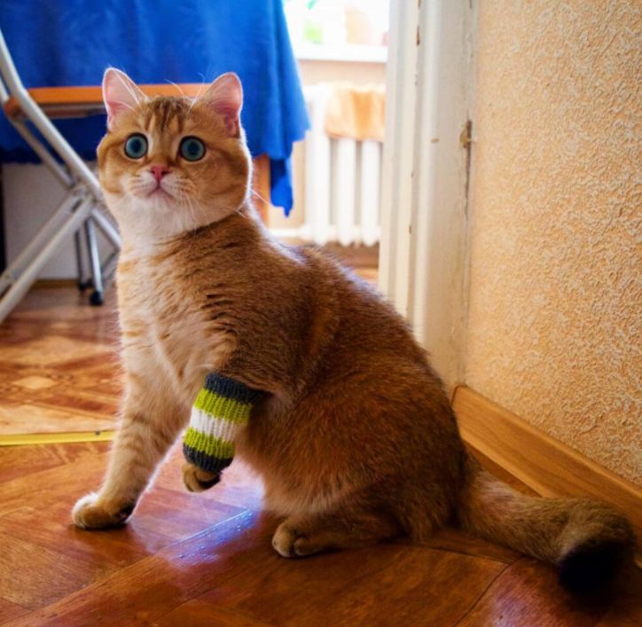 猫咪能吃啥肉零食,猫咪零食肉粒包