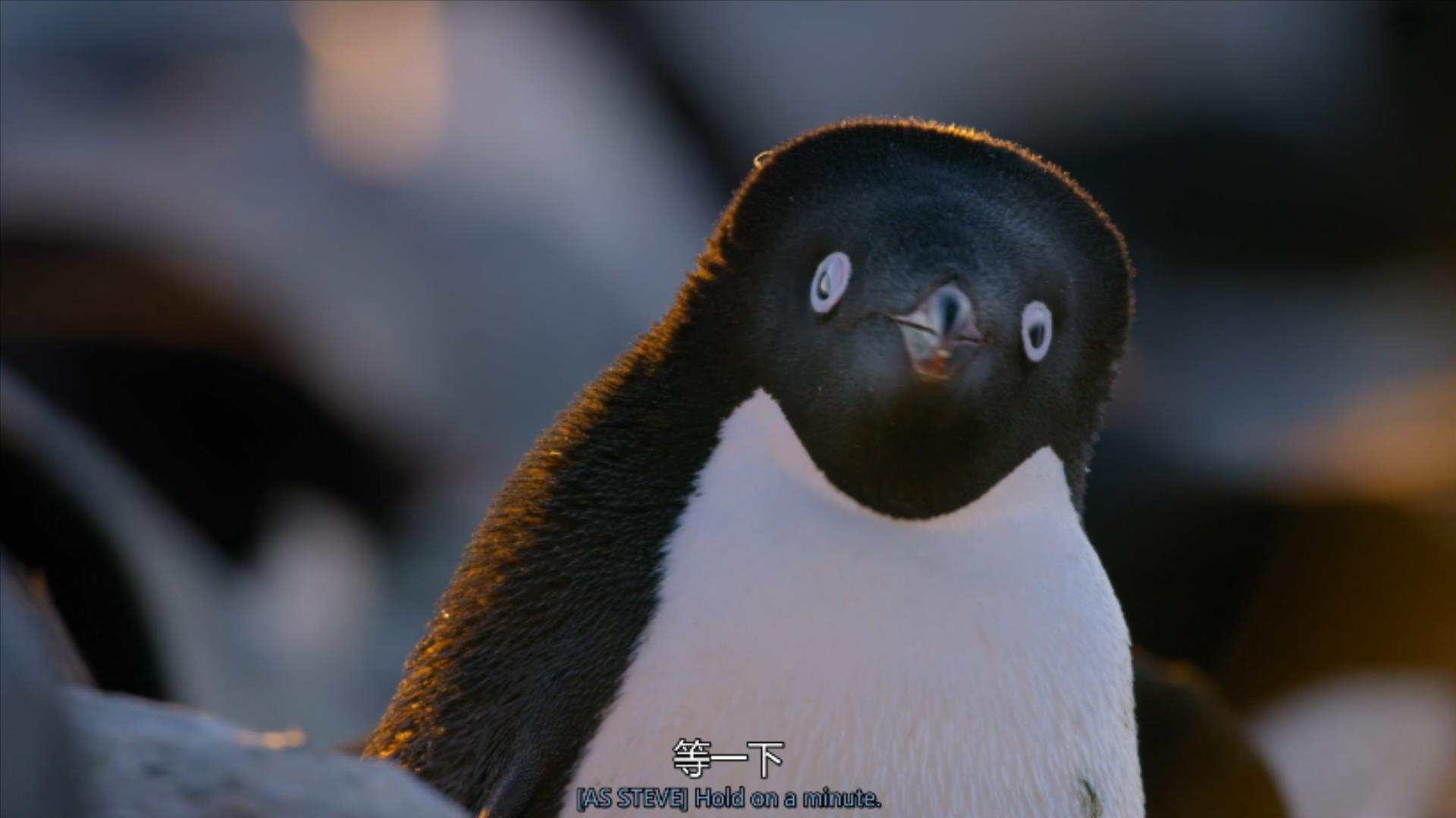 大过年的,被这些小萌萌给笑掉了头