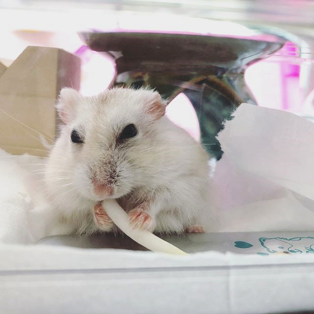 仓鼠得了肿瘤越来越瘦,怎么避免仓鼠得肿瘤的