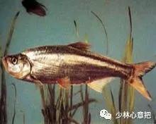 中药药材大全及功效,补肾中药大全及功效