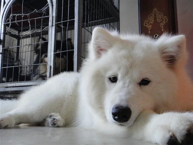 萨摩耶犬会掉毛吗,萨摩耶犬掉毛吗