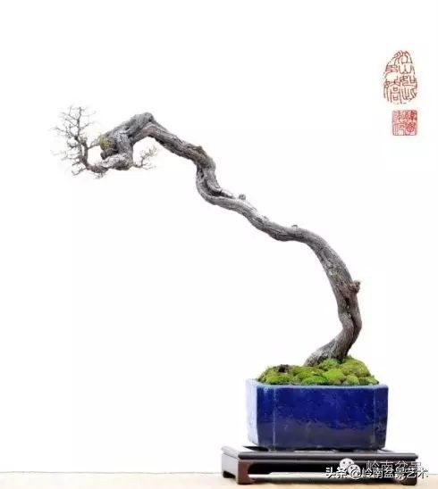 以根代杆下细上粗式盆景图片,十种适合吊着养的盆景