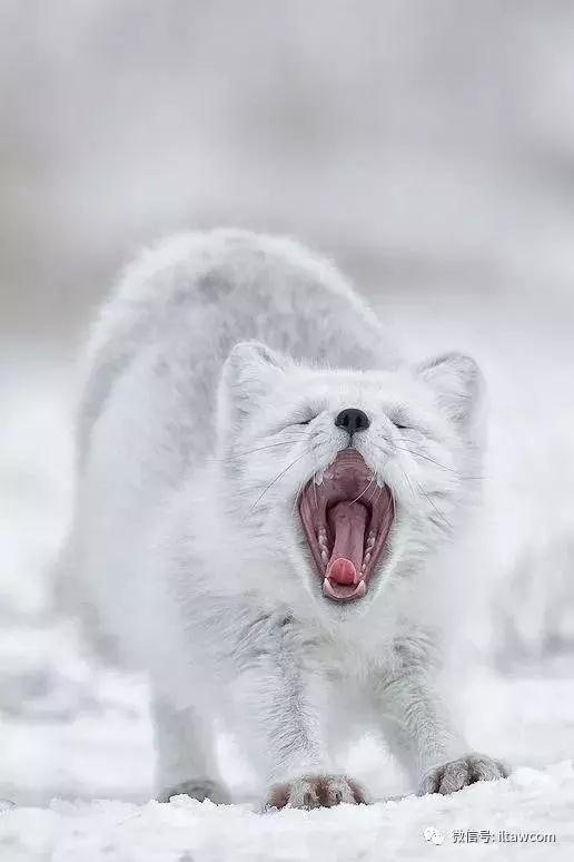 今天聊聊ARCFOX北极狐